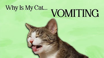 Why Do Cats Vomit? 😺 Common Reasons and How to Help!
