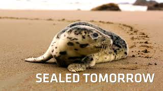 Sikaflex-1c SL Product Teaser