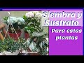 SIEMBRA Y SUSTRATO DE HORTENSIAS, NEMATANTHUS Y  AFELANDRA / Liliana Muñoz