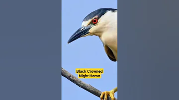 Black Crowned Night Heron 