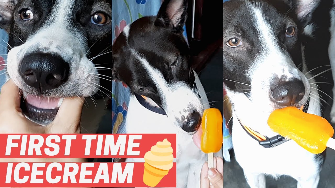 Indie Dog Eating His First Ice-cream | Funny Reaction | Ice cream Love | Indie Dog | Indian Pariah
