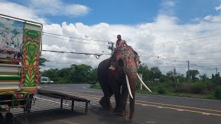 แวะมาหาช่างเจ😳แต่อยู่ดีๆช่างเอี่ยวขี่ช้างมาจากใหนเนี้ย🇹🇭😱(ทีมงานช้างแห่พลายทองแท้)⁉️