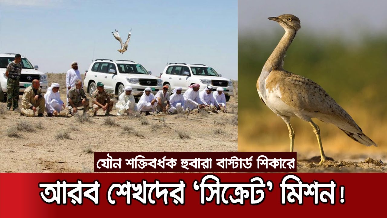 আরব শেখরা কেন পাগল এই পাখির জন্য? | Houbara Bustard 