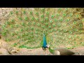 Peacock Behavior and Mating Rituals