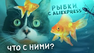 Живые рыбки с Aliexpress и муравьи! Что с ними? ЖИВЫЕ? видео