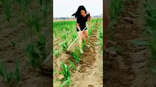Skilled Farmer Working On The Corn Field #satisfying #short