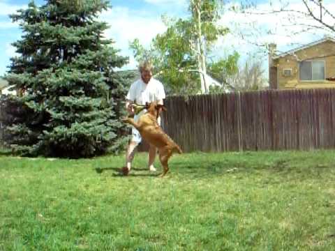 Brenna, Belgian Malinois on the tug #2