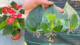 Mẹo hay trồng cây Hồng Môn bằng lá | anthurium plant care