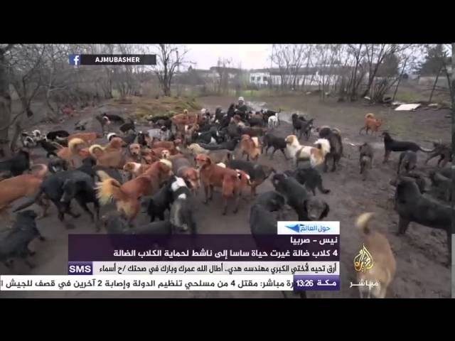 عاطل عن العمل يكرس نفسه لرعاية ٤٥٠ كلب ضال