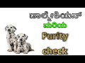 How to check purity of Dalmatian puppy in kannada の動画、YouTube動画。