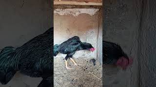 карейс март жужаси t.me/privaznoylar.телеграм каналимиз