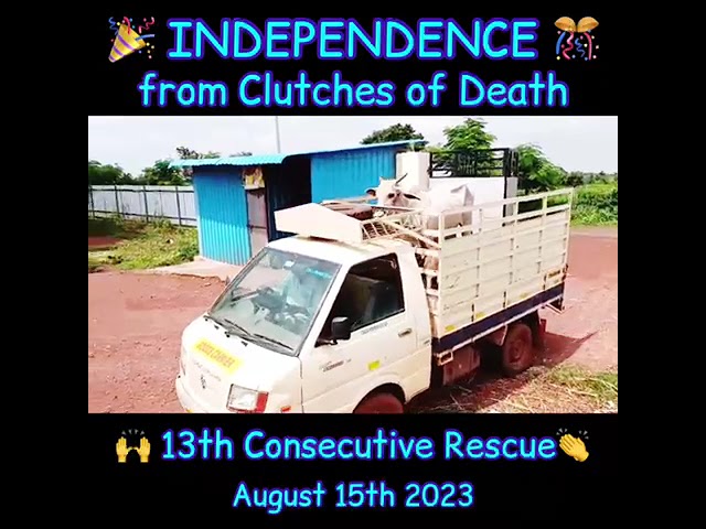 Independance from death - 13th Rescue of a Gomata Consecutively