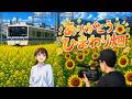 【鉄道PV】🎵ZARD「新しいドア 〜冬のひまわり〜」小田急線とひまわり畑【MAD】