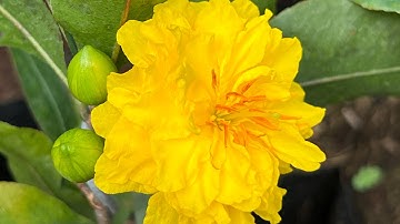 Cúc vip (cúc tri kỷ), cúc gia định, 0397142252 hoặc 0947873959