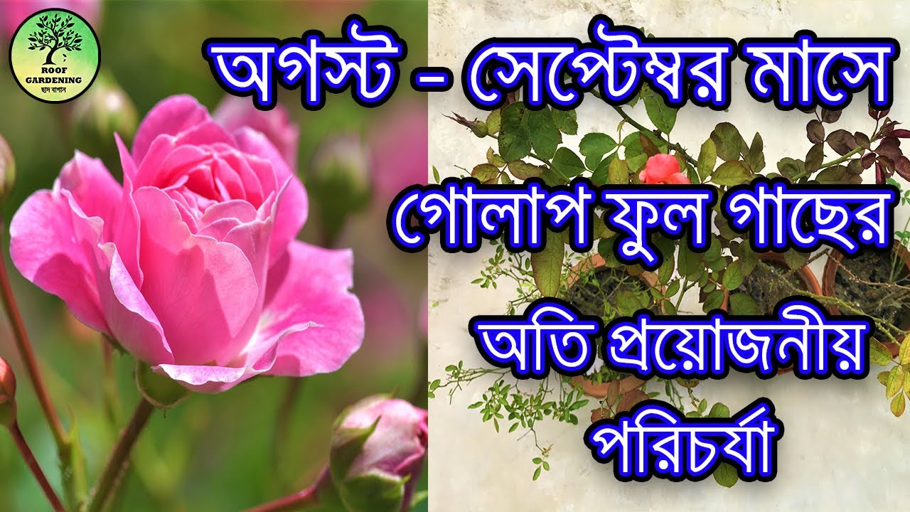 অগস্ট - সেপ্টেম্বর মাসে গোলাপ ফুল গাছের অতি প্রয়োজনীয় পরিচর্যা / Rose care of mid and late monsoon