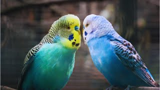 Budgies The Most Beautiful & Colorful Parrots | Animal and bird aviaries