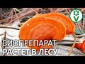 НЕ ПОКУПАЙТЕ ТРИХОДЕРМУ! Дорогой биопрепарат, который можно собрать в лесу!