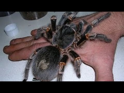 Video: Tarantula Pajek Doma: Prednosti In Slabosti