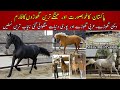 Most beautiful horse breeds of the world  shani khan horse farm pakistan  mega episode exclusive