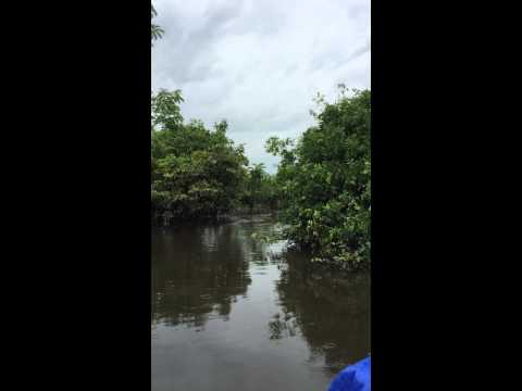 Jumping squeaky monkeys in the Amazon, near Rurrenabaque, Bolivia