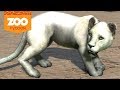 Nasceu LEÃO BRANCO - Zoo Tycon Ultimate #02