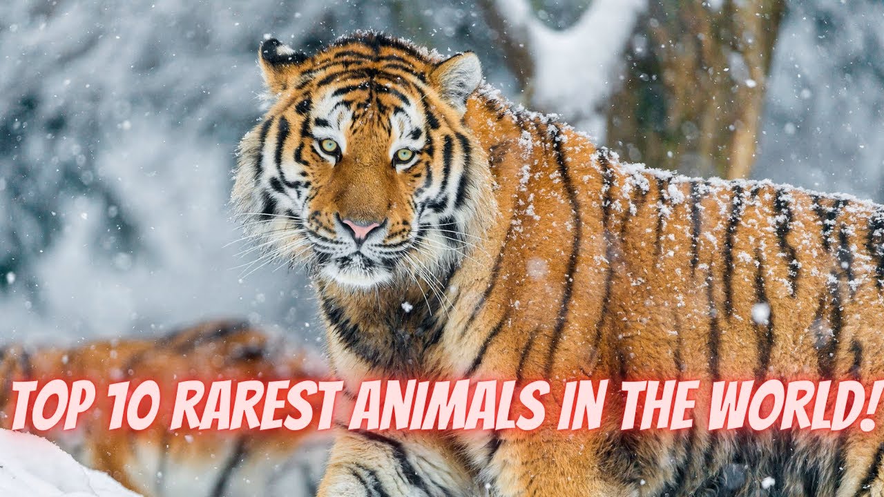Top 10 Most Endangered Species In The World - YouTube