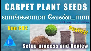 Magic Carpet plants seeds | Setup, Process and Review | வாங்கலாமா வேண்டாமா | முழு விவரங்கள்