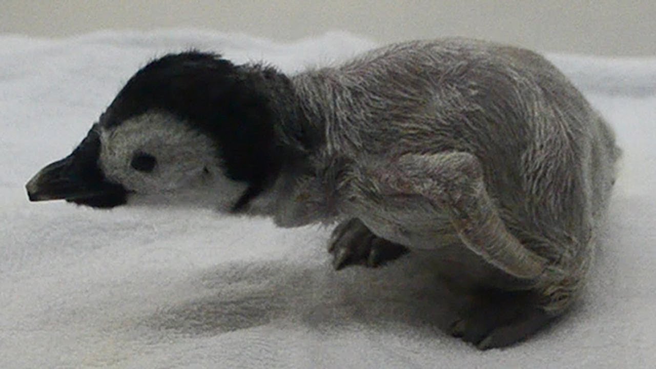 エンペラーペンギンの赤ちゃん誕生 和歌山県白浜町 Youtube