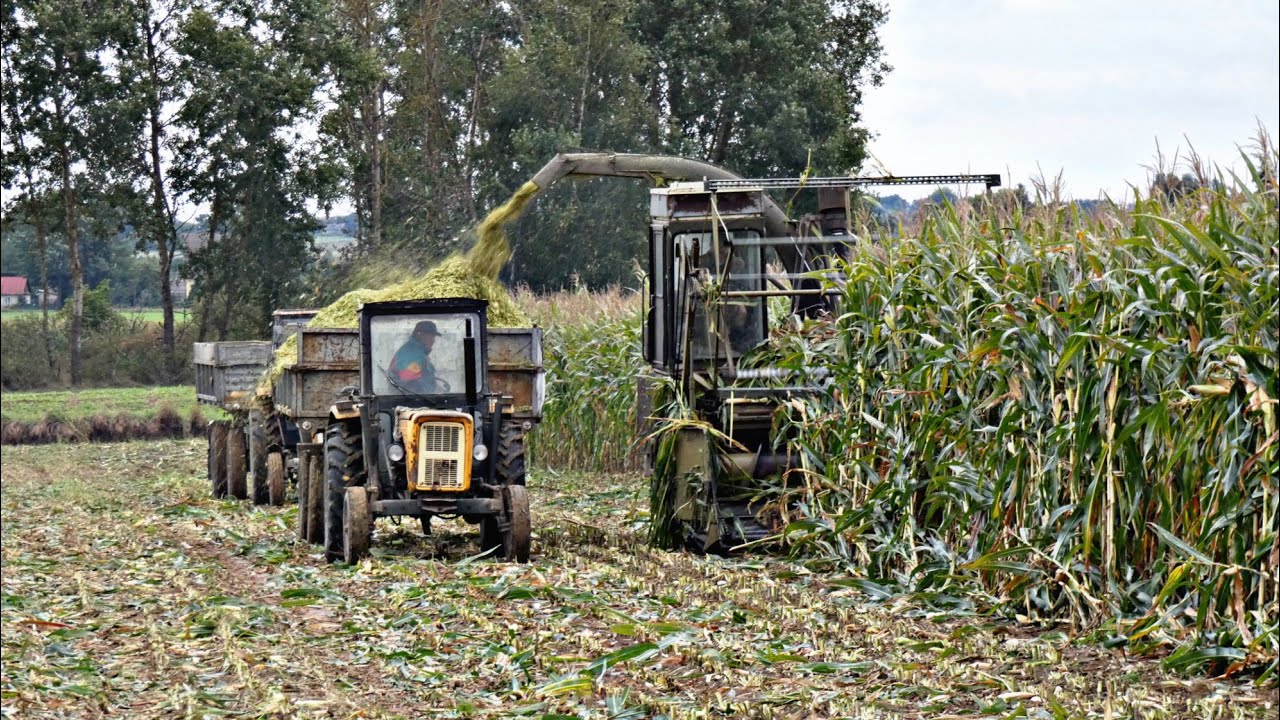 ☆Kukurydza na Kiszonke2021☆Przecięte Koło☆Fortschnitt E-281☆✔2xUrsus c360☆Ursus c385☆Lubelskie Team☆