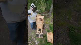 Adding bees to a new  Buzzing Rooster warre hive