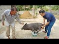 Trưởng thôn đi bắt lợn | The village chief went to catch pigs