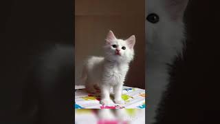 Cute Turkish Angora Cats