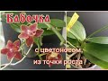 🌿Вечная дилемма:брать или не брать?🤔-A как поступили бы вы?😉