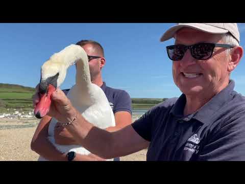 Video: Ar galite vežtis šunis į Abotsbery Swannery?