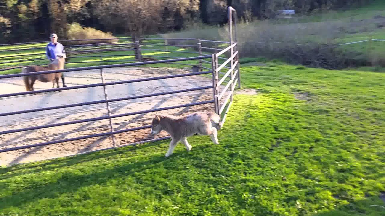 camera iphone 8 plus apk Jasper goes faster