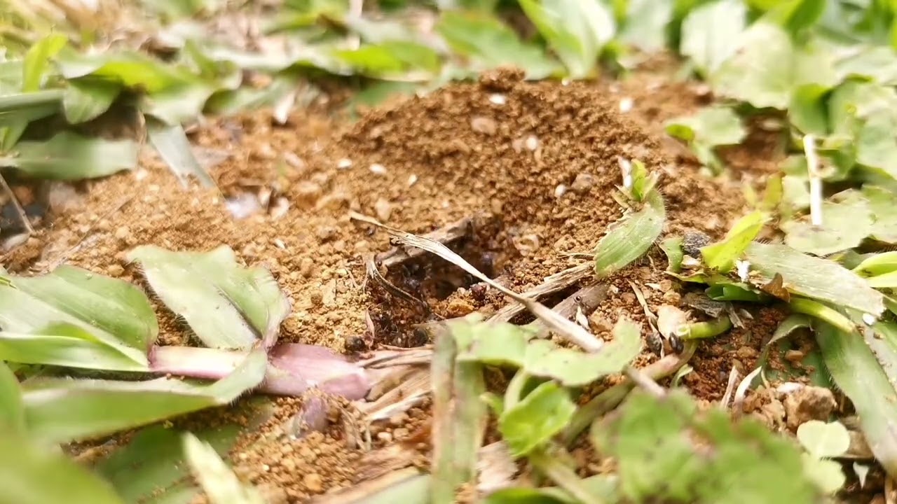 Fascinating Ant Behavior: Collecting Food and Building Homes