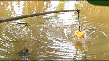 Câu Cá Lóc Nhấp Vịt Con, Gặp Cá To Kéo Chìm Con Vịt/  Tung vlog