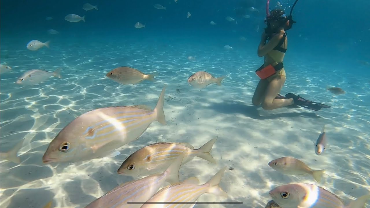 Destin Florida (Jetty East) Norriego Point Snorkeling and scuba diving