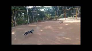 Border Collie And Bullterrier