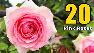 20 Beautiful Pink Roses 🌹 ピンクの美しいバラ20選