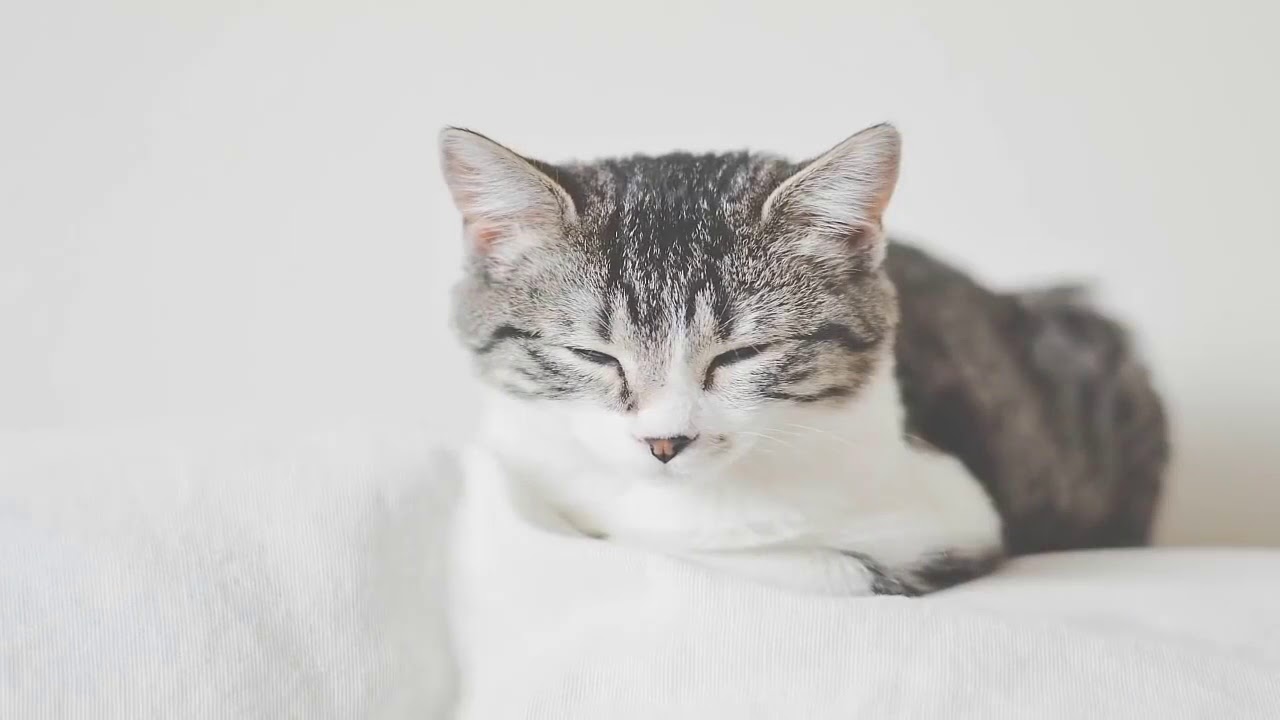 Кот серо белый