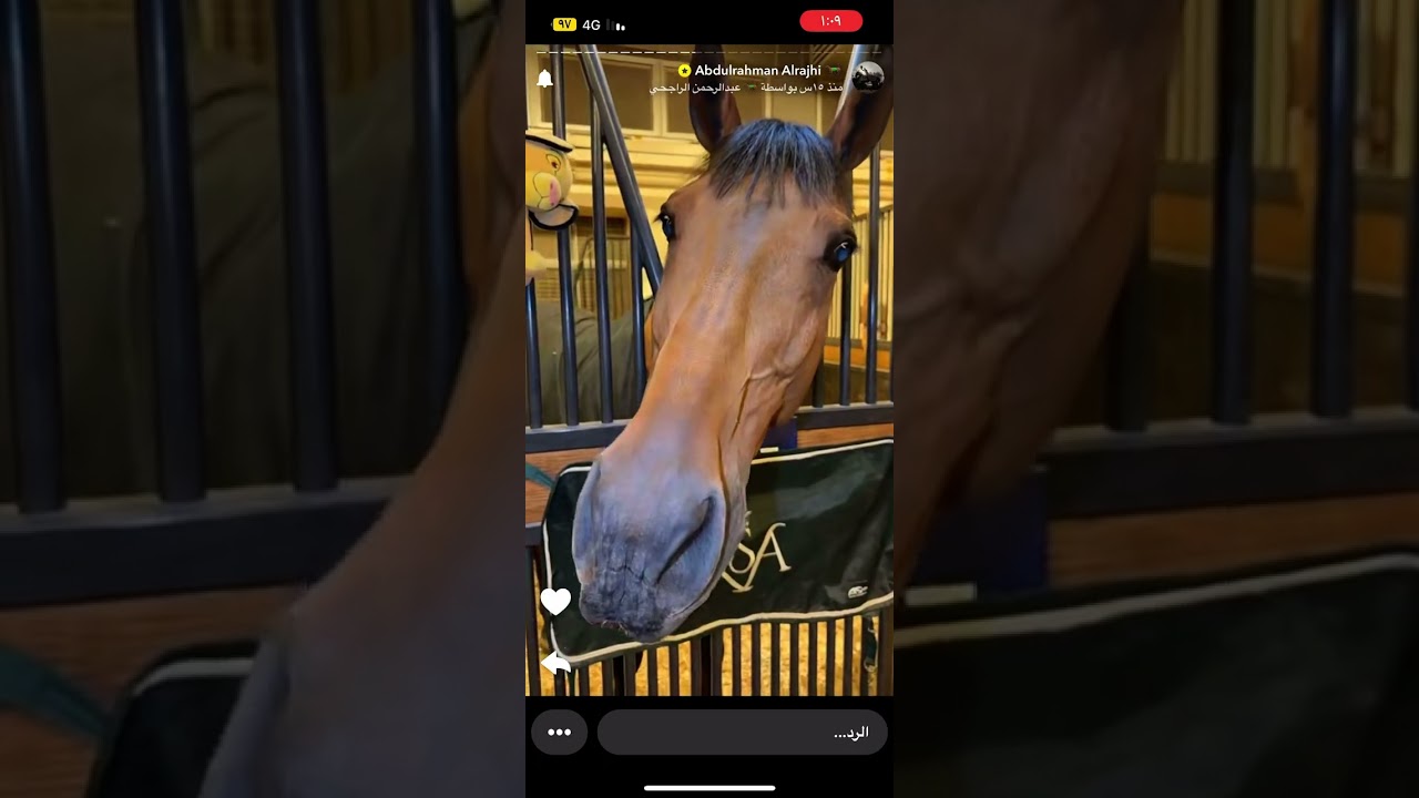 سنابات عبدالرحمن الراجحي 