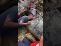 Amazing cast net fishing 🐬 Fishing in Nepal #net fishing #nepalfishing #fishingnets #fishingworld