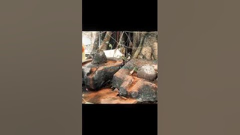 महादेव स्टेटस 💞 शिव स्टेटस वीडियो 💫 भोलेनाथ स्टेटस वीडियो #शॉर्ट्स