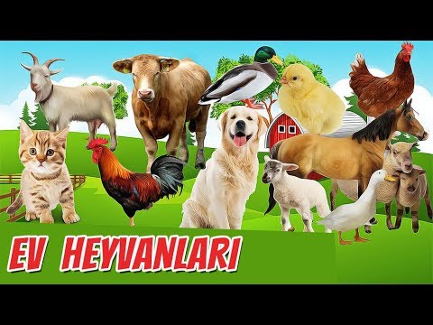 Video: Ev heyvanı kimi pikalar ola bilərmi?