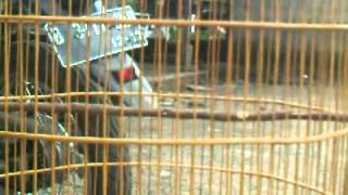 Download Lagu Murai blacktail blorok 'blackDracula'tail' shama_01 MP3