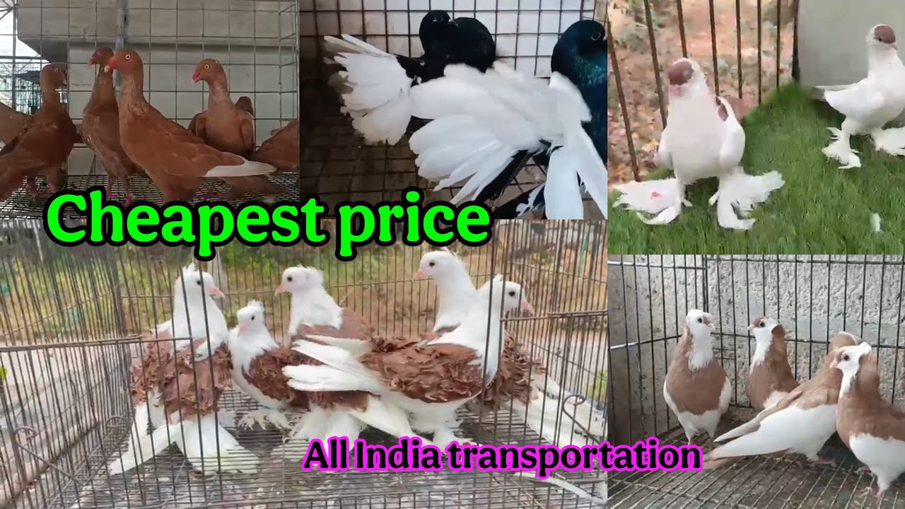 Fresh stock - Cheapest price 😱