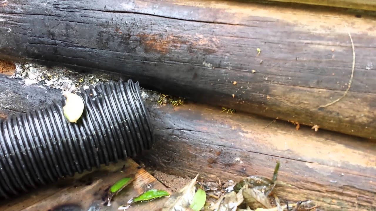 Yellow Jackets Vacuum Extermination via Shop Vac YouTube