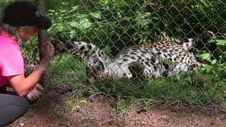 Wild Felid Advocacy Center Meet Mason Countys Wild Cats Up Close
