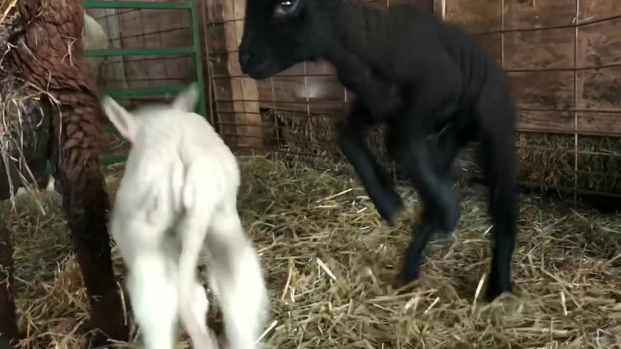 Bouncing Lambs